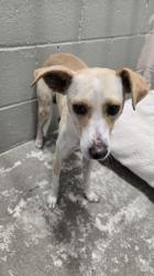Shelter Stray Male Dog last seen Sunrise and Folsom, Rancho Cordova, CA, 6201 Florin Perkins Rd, Sacramento, CA 95828, USA