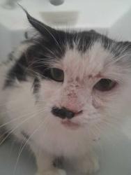 Shelter Stray Male Cat last seen Near Husky Cr, Sevier County ACO, TN, 1008 Old Knoxville Hwy, Sevierville, TN 37862, USA