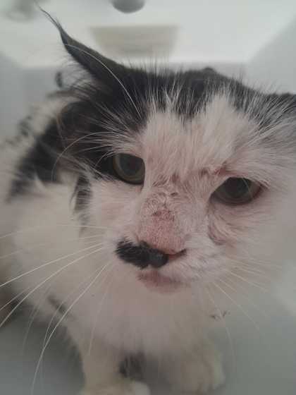 Shelter Stray Male Cat last seen Near Husky Cr, Sevier County ACO, TN, 1008 Old Knoxville Hwy, Sevierville, TN 37862, USA