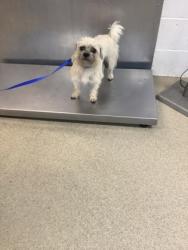 Shelter Stray Female Dog last seen Near David Strickland Rd, East District, TX, 355 Hillshire Dr, Haslet, TX 76052, USA