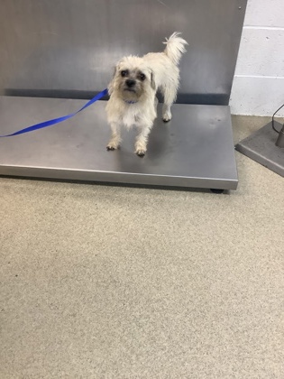 Shelter Stray Female Dog last seen Near David Strickland Rd, East District, TX, 355 Hillshire Dr, Haslet, TX 76052, USA