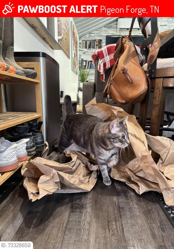 Lost Male Cat last seen Grindstone st, Pigeon Forge, TN 37863