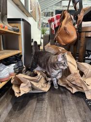 Lost Male Cat last seen Grindstone st, Pigeon Forge, TN 37863