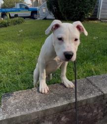 Shelter Stray Male Dog last seen Near New Peachtree Rd, Chamblee, GA 30341, 30341, GA, 3280 Chamblee Dunwoody Rd, Chamblee, GA 30341, USA