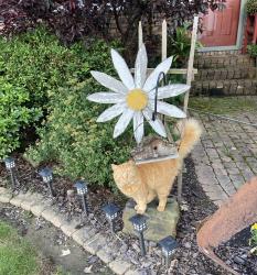 Lost Male Cat last seen Somerset & Maplewood, Canton, OH 44706