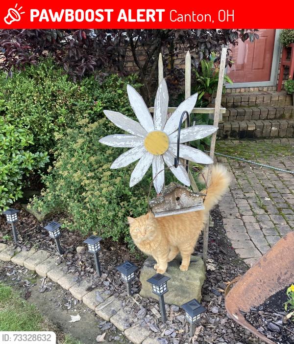 Lost Male Cat last seen Somerset & Maplewood, Canton, OH 44706