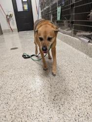 Shelter Stray Female Dog last seen County Line Road SW and Kimball Road, Atlanta, GA, 1251 Fulton Industrial Blvd NW, Atlanta, GA 30336, USA