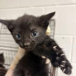 Shelter Stray Female Cat last seen Near brookside ave, City of Knoxville GP, TN, 3201 Division St, Knoxville, TN 37919, USA
