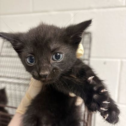 Shelter Stray Female Cat last seen Near brookside ave, City of Knoxville GP, TN, 3201 Division St, Knoxville, TN 37919, USA