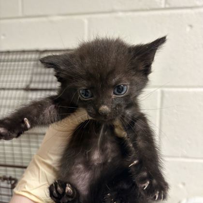 Shelter Stray Female Cat last seen Near brookside ave, City of Knoxville GP, TN, 3201 Division St, Knoxville, TN 37919, USA