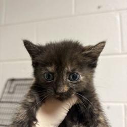 Shelter Stray Female Cat last seen Near brookside ave, City of Knoxville GP, TN, 3201 Division St, Knoxville, TN 37919, USA