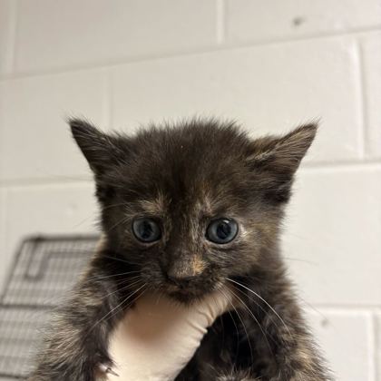 Shelter Stray Female Cat last seen Near brookside ave, City of Knoxville GP, TN, 3201 Division St, Knoxville, TN 37919, USA