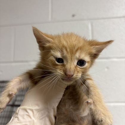 Shelter Stray Male Cat last seen Near brookside ave, City of Knoxville GP, TN, 3201 Division St, Knoxville, TN 37919, USA