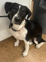 Shelter Stray Female Dog last seen Ave 21 and Rd 27, Madera County, CA, 205 Tozer St, Madera, CA 93638, USA