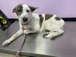Shelter Stray Female Dog last seen Near N MOON, Socorro, TX, 5001 Fred Wilson Ave, El Paso, TX 79906, USA