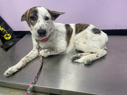Shelter Stray Female Dog last seen Near N MOON, Socorro, TX, 5001 Fred Wilson Ave, El Paso, TX 79906, USA