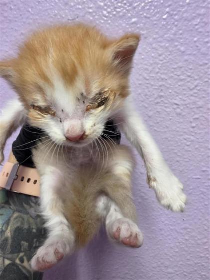 Shelter Stray Unknown Cat last seen Near S Resler Dr apt 135, CITY of El Paso, TX, 5001 Fred Wilson Ave, El Paso, TX 79906, USA