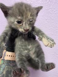 Shelter Stray Unknown Cat last seen Near S Resler Dr apt 135, CITY of El Paso, TX, 5001 Fred Wilson Ave, El Paso, TX 79906, USA