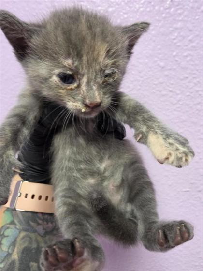 Shelter Stray Unknown Cat last seen Near S Resler Dr apt 135, CITY of El Paso, TX, 5001 Fred Wilson Ave, El Paso, TX 79906, USA