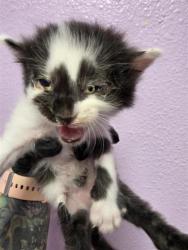 Shelter Stray Unknown Cat last seen Near S Resler Dr apt 135, CITY of El Paso, TX, 5001 Fred Wilson Ave, El Paso, TX 79906, USA