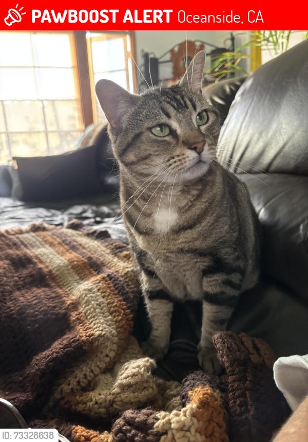 Lost Female Cat last seen Vista way, Oceanside, CA 92054