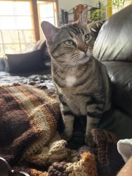 Lost Female Cat last seen Vista way, Oceanside, CA 92054