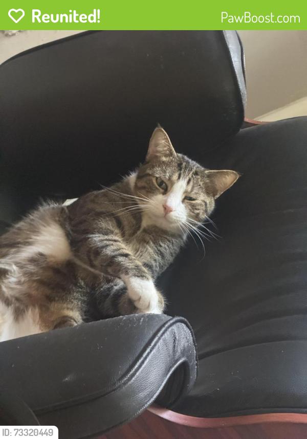 Reunited Male Cat last seen NE 16th Avenue and NE 24th street Wilton Manors, Wilton Manors, FL 33305