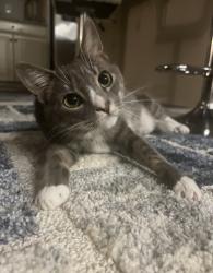 Lost Female Cat last seen Clarksburg outlets, Clarksburg, MD 20871