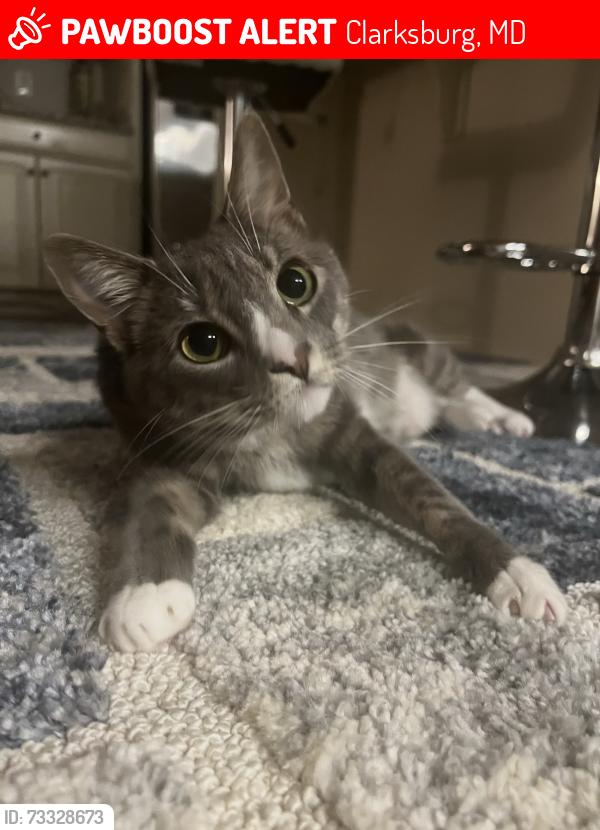 Lost Female Cat last seen Clarksburg outlets, Clarksburg, MD 20871