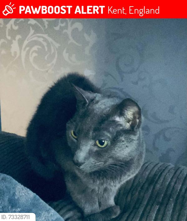 Lost Female Cat last seen Cavour road, Kent, England 