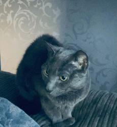 Lost Female Cat last seen Cavour road, Kent, England 