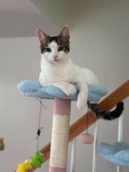 Lost Female Cat last seen Near Walton Ct, Reading, PA, USA, Reading, PA 19606