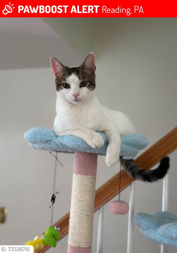 Lost Female Cat last seen Near Walton Ct, Reading, PA, USA, Reading, PA 19606