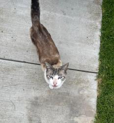 Lost Female Cat last seen Near Newman Ave #A, Huntington Beach, CA 92647