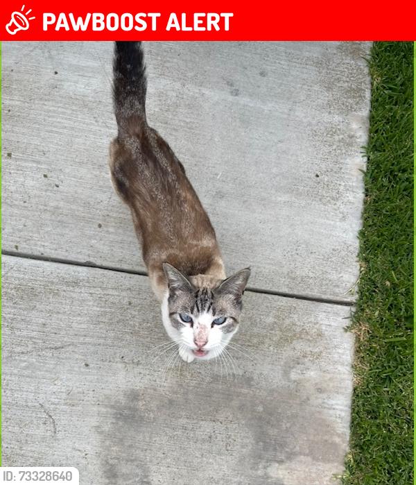 Lost Female Cat last seen Near Newman Ave #A, Huntington Beach, CA 92647
