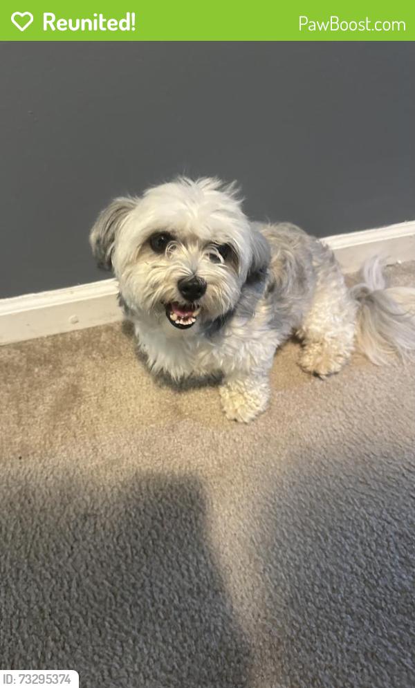 Reunited Male Dog last seen Hollow Creek Rd, Lexington, KY 40511