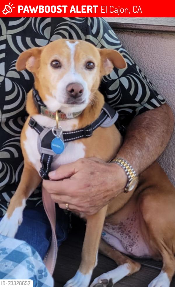 Lost Female Dog last seen Whitsett Dr., El Cajon, CA 92020