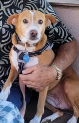 Lost Female Dog last seen Whitsett Dr., El Cajon, CA 92020