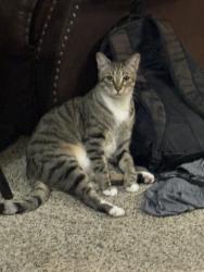 Lost Male Cat last seen Windsor apmts, Denton, TX 76209