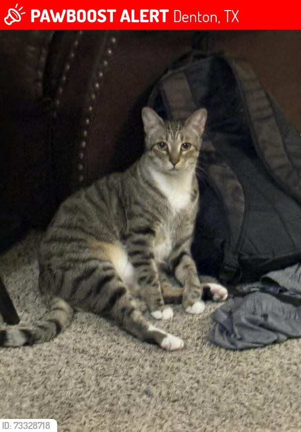 Lost Male Cat last seen Windsor apmts, Denton, TX 76209