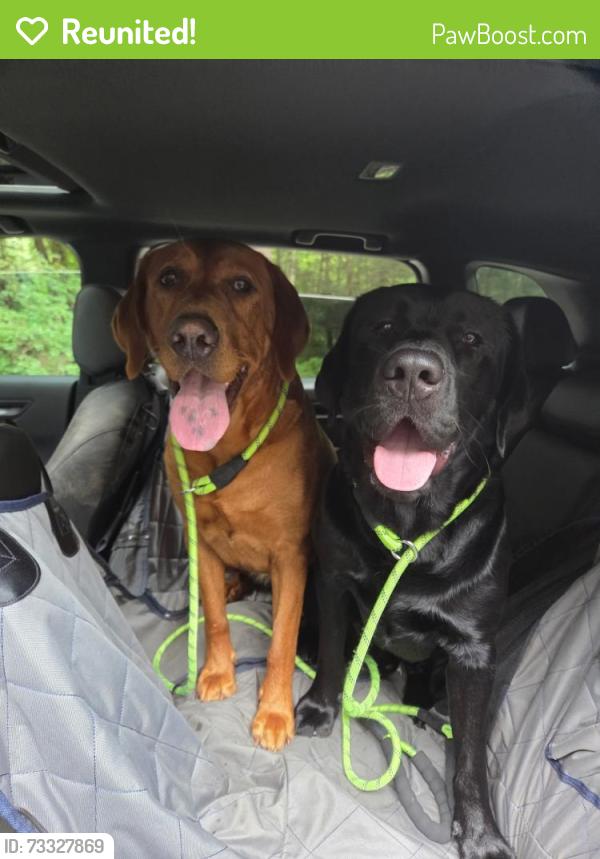 Reunited Male Dog last seen Indian hill rd, Canton, CT 06019