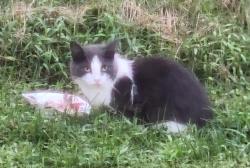 Found/Stray Unknown Cat last seen Brown Road and Washington Valley Rd, Bridgewater, NJ 08807