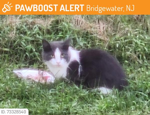 Found/Stray Unknown Cat last seen Brown Road and Washington Valley Rd, Bridgewater, NJ 08807