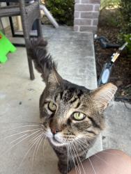 Found/Stray Male Cat last seen Whitby rd, San Antonio, TX 78240