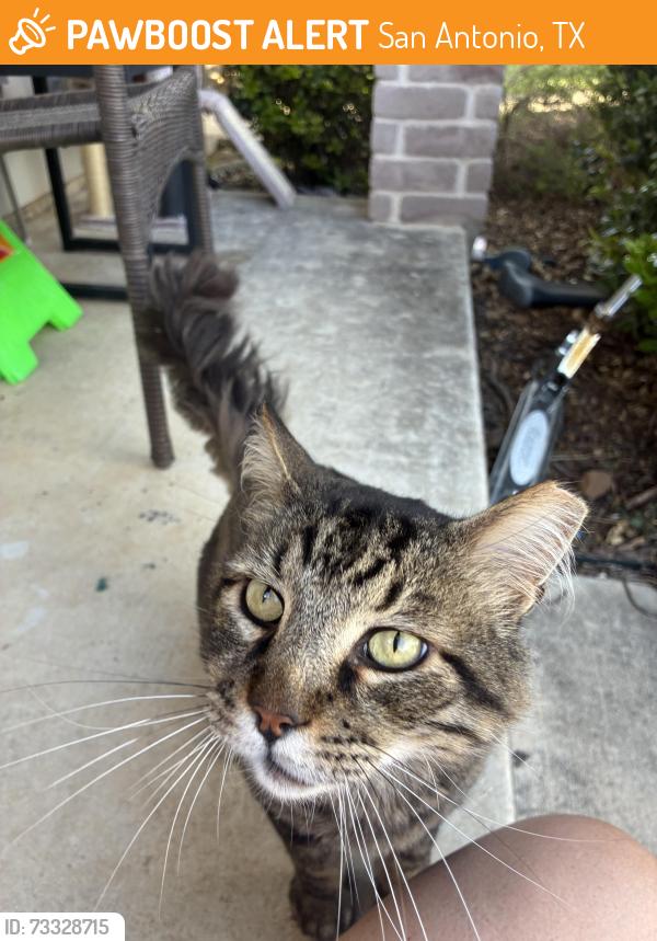 Found/Stray Male Cat last seen Whitby rd, San Antonio, TX 78240