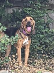 Reunited Female Dog last seen Haywood rd, Hendersonville, NC 28791