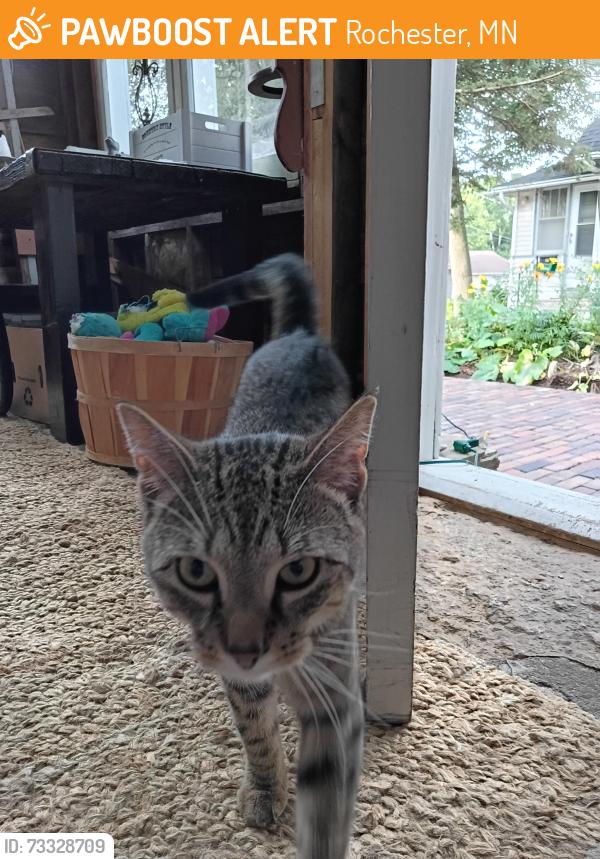 Found/Stray Unknown Cat last seen 4th Ave and 10th St NW, Rochester, MN 55901