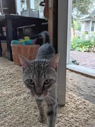 Found/Stray Unknown Cat last seen 4th Ave and 10th St NW, Rochester, MN 55901