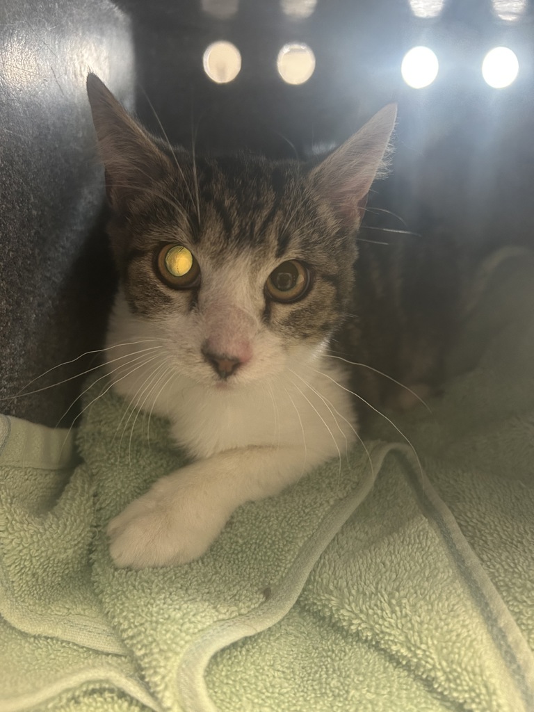Shelter Stray Female Cat last seen Near W 5615 S, Kearns Township, UT, 84118, 511 W 3900 S, Salt Lake City, UT 84123, USA