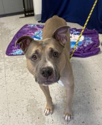 Shelter Stray Male Dog last seen Near S State Street, MURRAY CITY, UT, 84107, 511 W 3900 S, Salt Lake City, UT 84123, USA